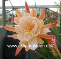 Epiphyllum-Hybr. Dr. Rudi Dorsch