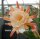 Epiphyllum-Hybr. Dr. Rudi Dorsch