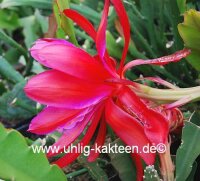 Epiphyllum-Hybr. Dracula