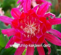 Epiphyllum-Hybr. Dracula