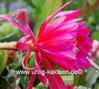 Epiphyllum-Hybr. Dracula