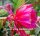 Epiphyllum-Hybr. Dracula