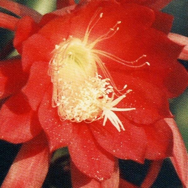 Epiphyllum-Hybr. Duke of Windsor