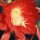 Epiphyllum-Hybr. Duke of Windsor