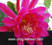 Epiphyllum-Hybr. Eastern Promise