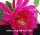 Epiphyllum-Hybr. Eastern Promise