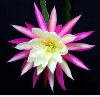 Epiphyllum-Hybr. Edi Paetz