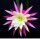 Epiphyllum-Hybr. Edi Paetz
