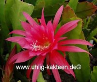 Epiphyllum-Hybr. Editha Paetz