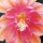 Epiphyllum-Hybr. Edmond Lemaire