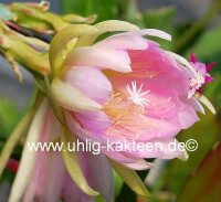 Epiphyllum-Hybr. Elektra Blüte pink