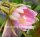 Epiphyllum-Hybr. Elektra Blüte pink