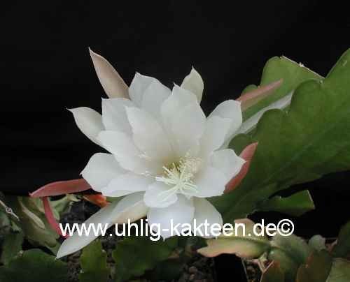 Epiphyllum-Hybr. Elfenbein