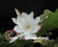 Epiphyllum-Hybr. Elfenbein