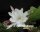 Epiphyllum-Hybr. Elfenbein