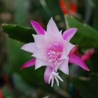 Epiphyllum-Hybr. Elfi Paetz