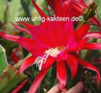 Epiphyllum-Hybr. Elisabeth Paetz