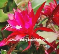 Epiphyllum-Hybr. Elisabeth Paetz
