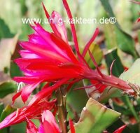 Epiphyllum-Hybr. Elisabeth Paetz