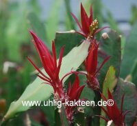 Epiphyllum-Hybr. Elisabeth Paetz