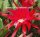 Epiphyllum-Hybr. Elisabeth Paetz