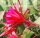 Epiphyllum-Hybr. Elisabeth Paetz