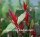 Epiphyllum-Hybr. Elisabeth Paetz