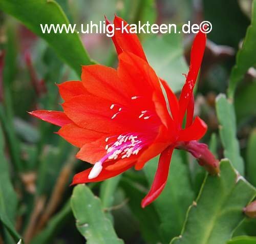 Epiphyllum-Hybr. Emperors Gladiator