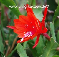 Epiphyllum-Hybr. Emperors Gladiator