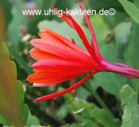 Epiphyllum-Hybr. Emperors Gladiator