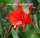 Epiphyllum-Hybr. Emperors Gladiator