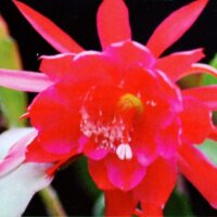 Epiphyllum-Hybr. Erfurter Gartenschau