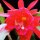 Epiphyllum-Hybr. Erfurter Gartenschau