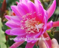 Epiphyllum-Hybr. Erhart de le Metre