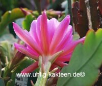 Epiphyllum-Hybr. Erhart de le Metre