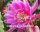 Epiphyllum-Hybr. Erhart de le Metre