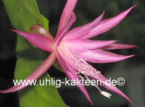Epiphyllum-Hybr. Eric Paetz