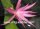 Epiphyllum-Hybr. Eric Paetz