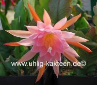 Epiphyllum-Hybr. Fair Annett