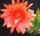 Epiphyllum-Hybr. Fantasie