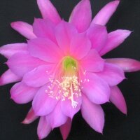 Epiphyllum-Hybr. First Prom Blüte rosa / pink