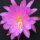 Epiphyllum-Hybr. First Prom Blüte rosa / pink