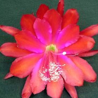 Epiphyllum-Hybr. Flaming June