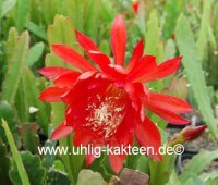 Epiphyllum-Hybr. Flamgo