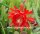 Epiphyllum-Hybr. Flamgo