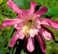 Epiphyllum-Hybr. Flapsi Paetz