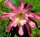Epiphyllum-Hybr. Flapsi Paetz