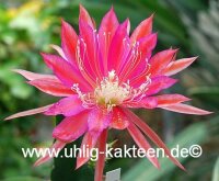 Epiphyllum-Hybr. Fortune Teller