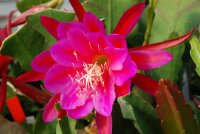 Epiphyllum-Hybr. Fr. Gundi Haage Paetz