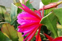 Epiphyllum-Hybr. Fr. Gundi Haage Paetz